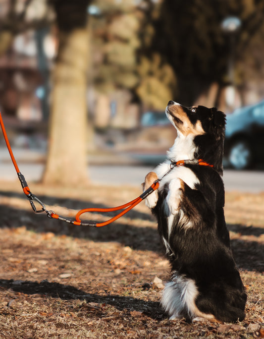 Taos Leash Extension