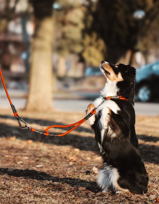 Taos Leash Extension (Limited Edition)