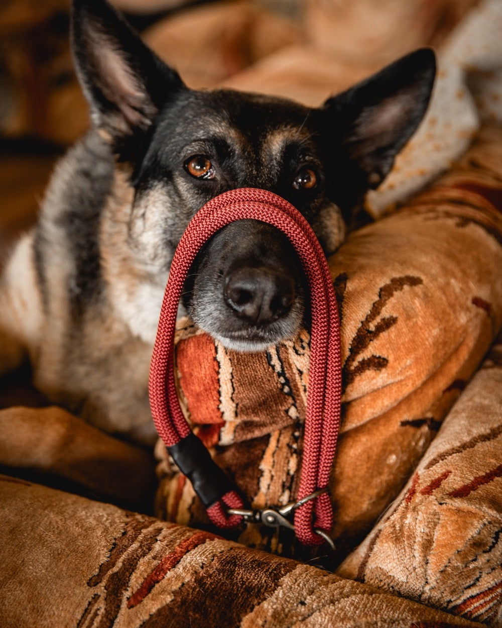 Volkshaunt Hybrid Leash