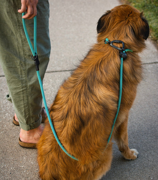 Cross-Sport Leash (Limited Edition)