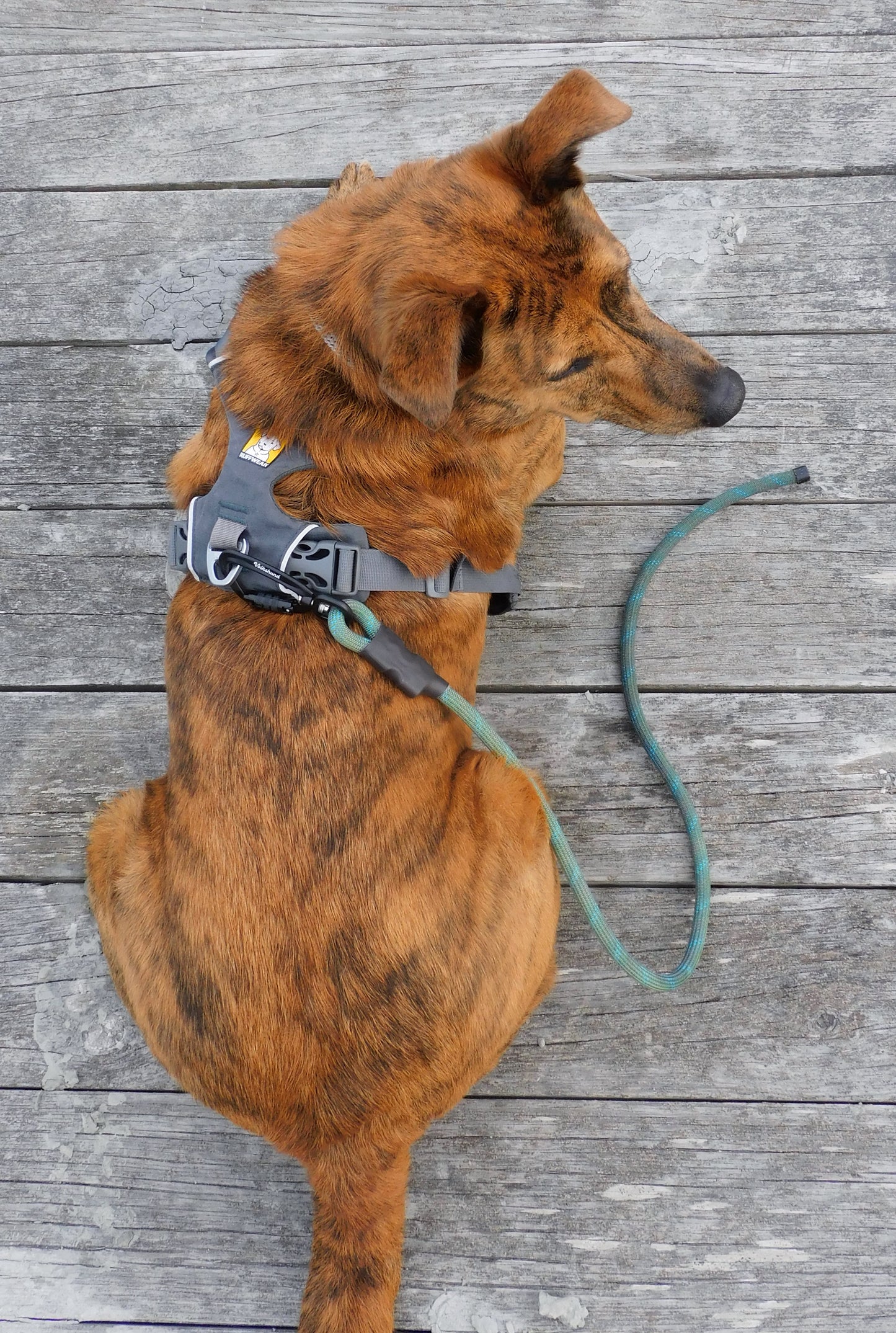 Ziehen Drag Leash