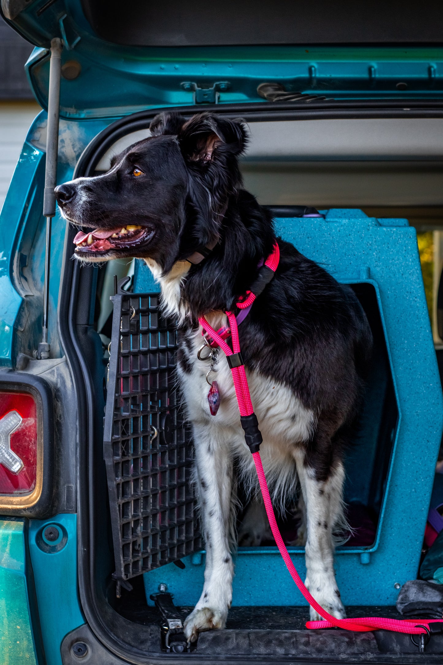 Amarok French Martingale (Limited Edition)