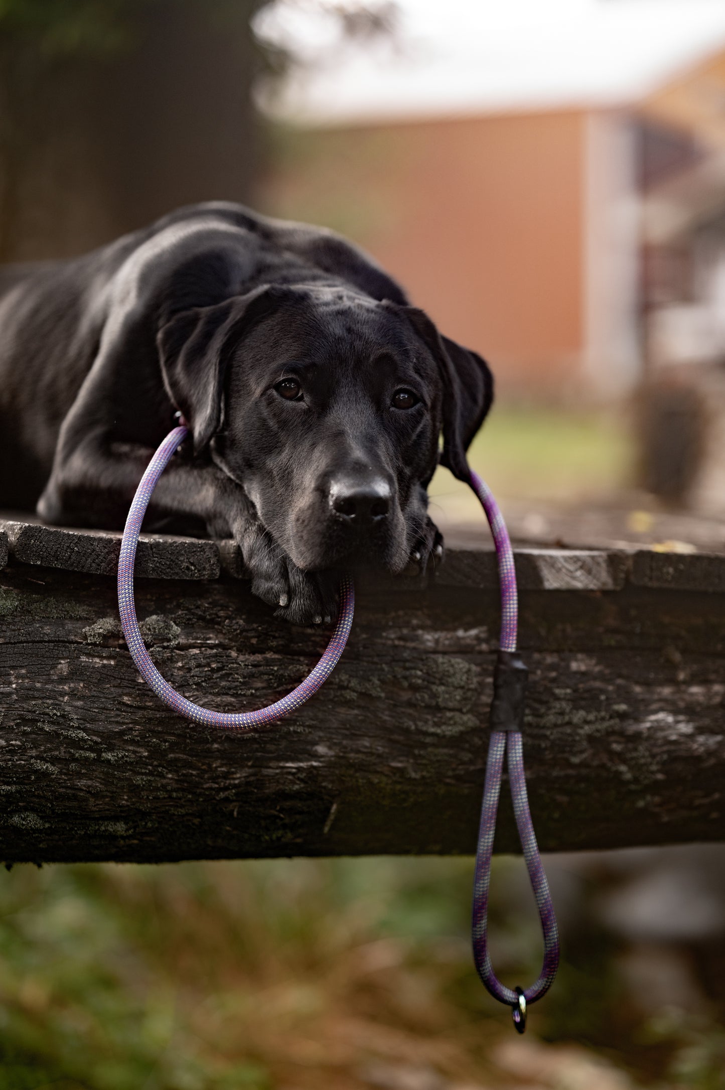 Type 1 Leash